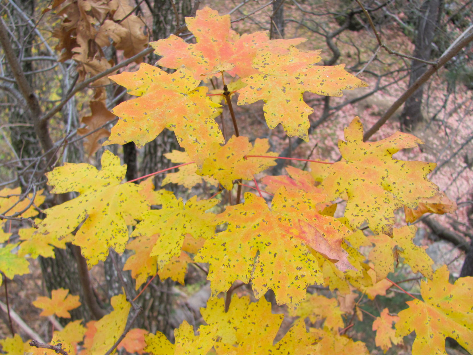 Autumn color endures
